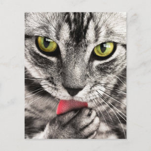 Prospectus 11,4 Cm X 14,2 Cm Portrait de chat