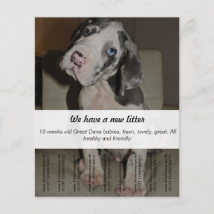 Prospectus 11,4 Cm X 14,2 Cm Pour vendre des chiots Dane
