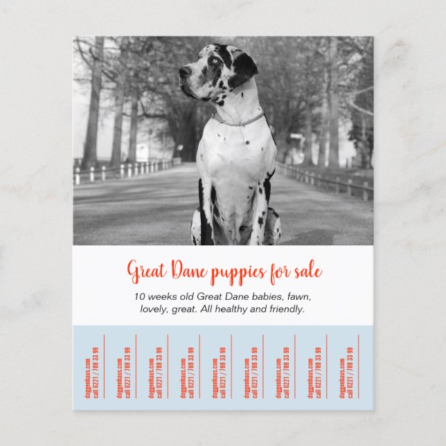 Prospectus 11,4 Cm X 14,2 Cm Pour vendre des chipies de Danse (Devant)