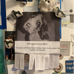 Prospectus 11,4 Cm X 14,2 Cm Pour vendre Flyer de chiots Dane