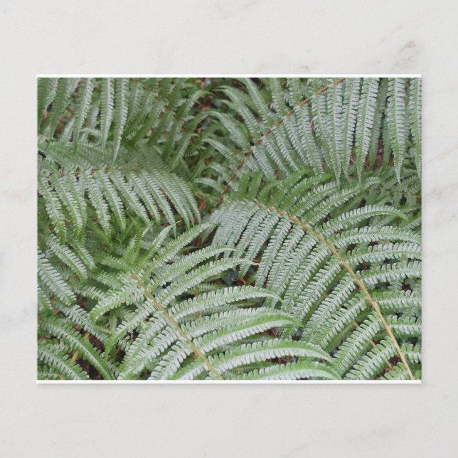 Prospectus 11,4 Cm X 14,2 Cm Prospectus Fougère verte (Devant)