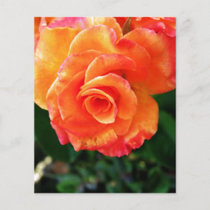 Prospectus 11,4 Cm X 14,2 Cm Rose orange