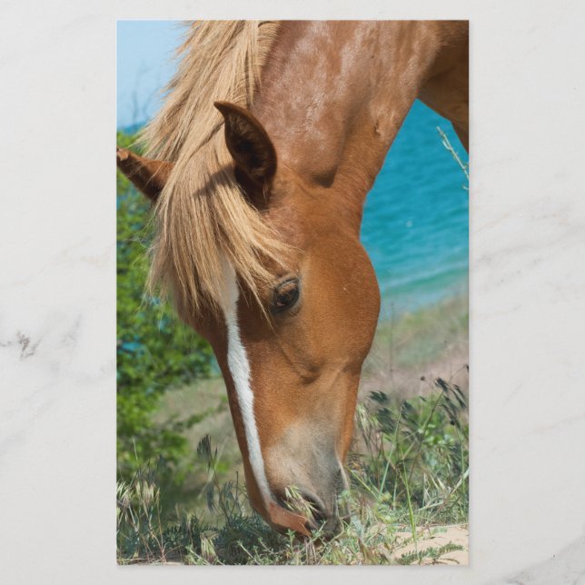 Prospectus 14 Cm X 21,6 Cm Cheval (Devant)