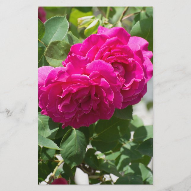 Prospectus 14 Cm X 21,6 Cm Fleur de rose (Devant)