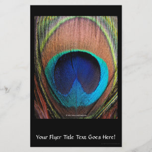 Prospectus 14 Cm X 21,6 Cm Macro Peacock Feather Rich Blues Photographie