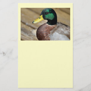 Prospectus 14 Cm X 21,6 Cm Mallard Duck