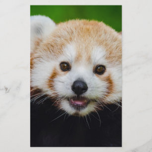 Prospectus 14 Cm X 21,6 Cm Ours ours animal personnalisé anniversaires person