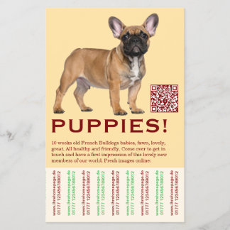 Prospectus 14 Cm X 21,6 Cm Pour vendre Flyer Chiot Frenchies