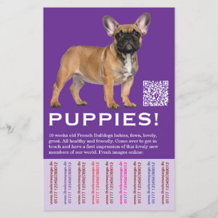 Prospectus 14 Cm X 21,6 Cm Vendre des chiots Bouledogues Français locaux