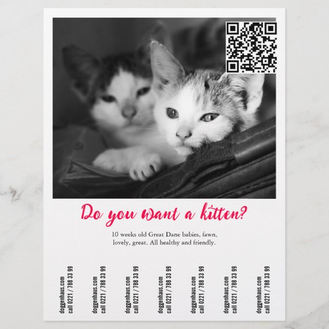 Prospectus 21,6 Cm X 24,94 Cm Affiche de vente de chaton (Devant)