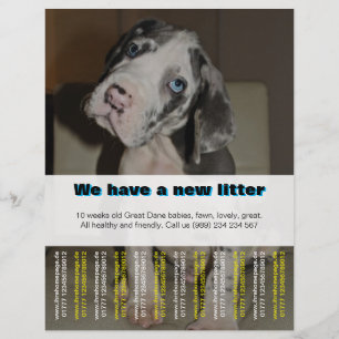 Prospectus 21,6 Cm X 24,94 Cm Affiche de vente de chiots de designer