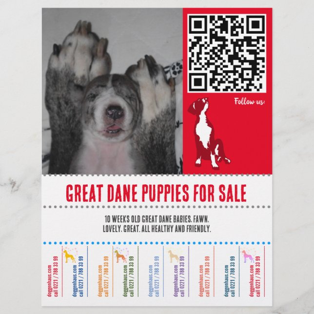 Prospectus 21,6 Cm X 24,94 Cm affichettes chiots Great Dane ou Chiens (Devant)