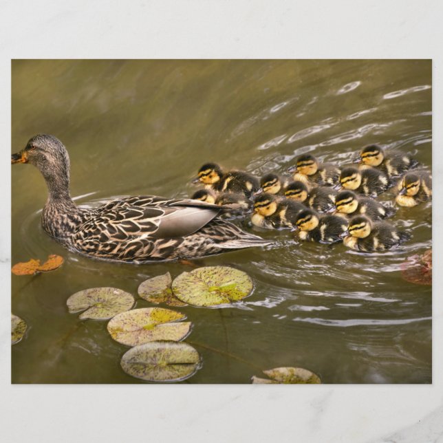 Prospectus 21,6 Cm X 24,94 Cm Animal - Ducks - Swim like a duck (Devant)