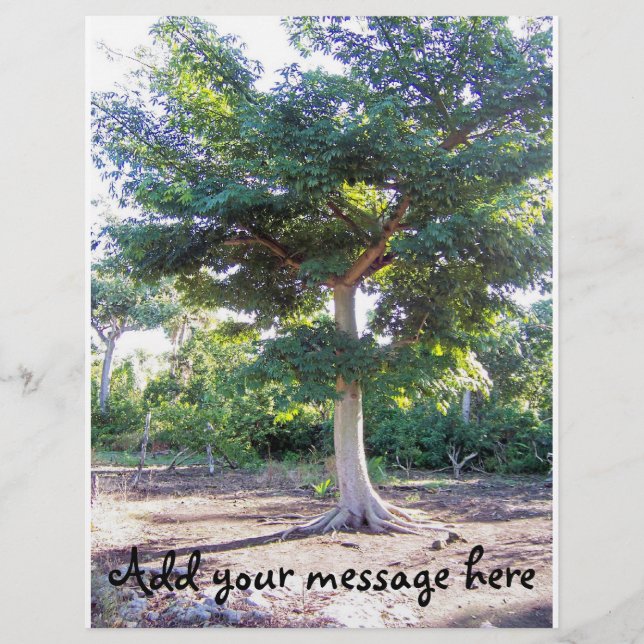 Prospectus 21,6 Cm X 24,94 Cm Arbre du prospectus de sagesse (Devant)
