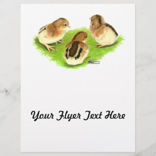 Prospectus 21,6 Cm X 24,94 Cm Aseel Black Red Chicks