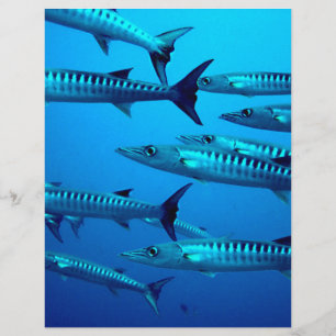 Prospectus 21,6 Cm X 24,94 Cm barracuda plongée mer profonde océan eau tropicale