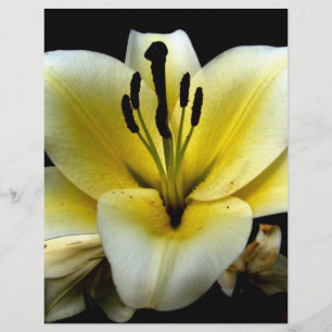 Prospectus 21,6 Cm X 24,94 Cm Belle Fleur Jaune Élégante sur Fond Noir