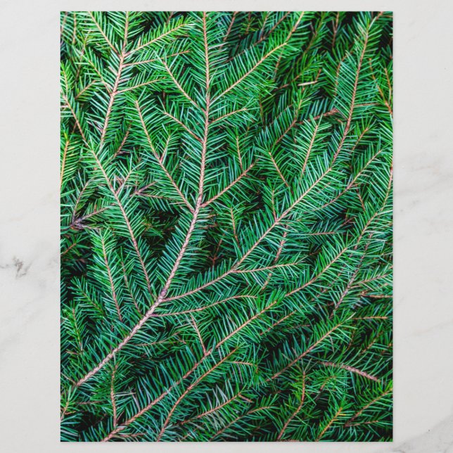 Prospectus 21,6 Cm X 24,94 Cm Branche du sapin (Devant)