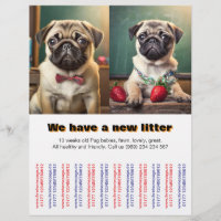 Carlin concepteur Puppies à vendre Flyer