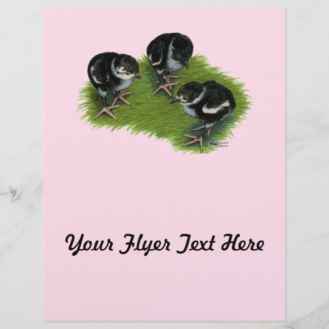 Prospectus 21,6 Cm X 24,94 Cm Chiches noires de faisan (Devant)