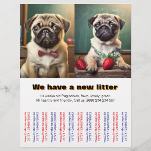 Prospectus 21,6 Cm X 24,94 Cm Chiots Carlin Designer à vendre Flyer 