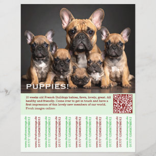 Prospectus 21,6 Cm X 24,94 Cm Chiots modèle Frenchie 