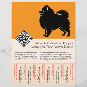 Prospectus 21,6 Cm X 24,94 Cm 🐾 Chiots Pomeranian Premium Disponibles Maintenan
