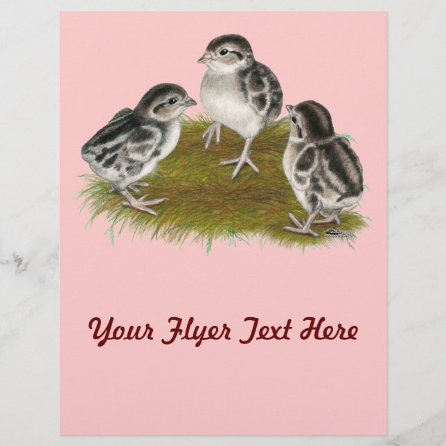 Prospectus 21,6 Cm X 24,94 Cm Chukar Partridge Chicks (Devant)