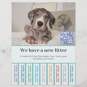 Prospectus 21,6 Cm X 24,94 Cm Comment vendre des chiots Dane colorés Flyer