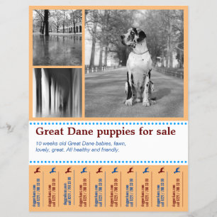 Prospectus 21,6 Cm X 24,94 Cm Conception de flyer pour la vente de chiots