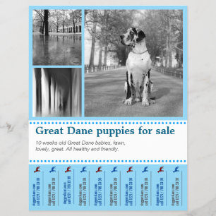 Prospectus 21,6 Cm X 24,94 Cm Conception Flyer de vente de chiots