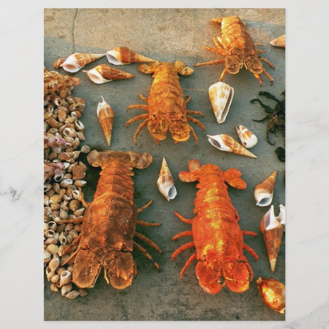 Prospectus 21,6 Cm X 24,94 Cm Coquilles (Devant)