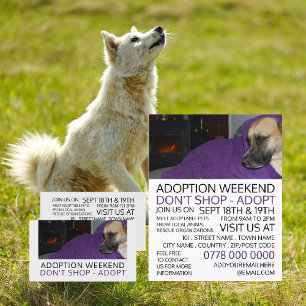 Prospectus 21,6 Cm X 24,94 Cm Cosy Dog, Pet Adoption Event Advertising
