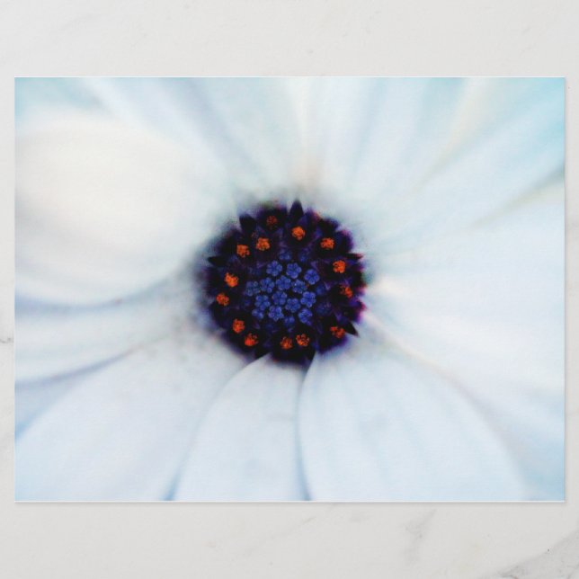 Prospectus 21,6 Cm X 24,94 Cm Daisy africain (Devant)