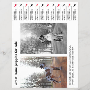 Prospectus 21,6 Cm X 24,94 Cm Dépliant à détacher pour Grand Danois Designer