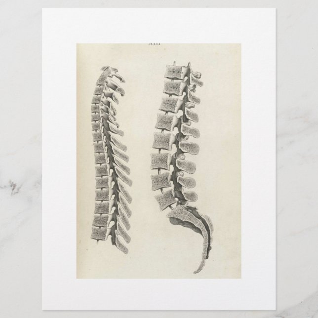 Prospectus 21,6 Cm X 24,94 Cm Dessin de vertèbres (Devant)