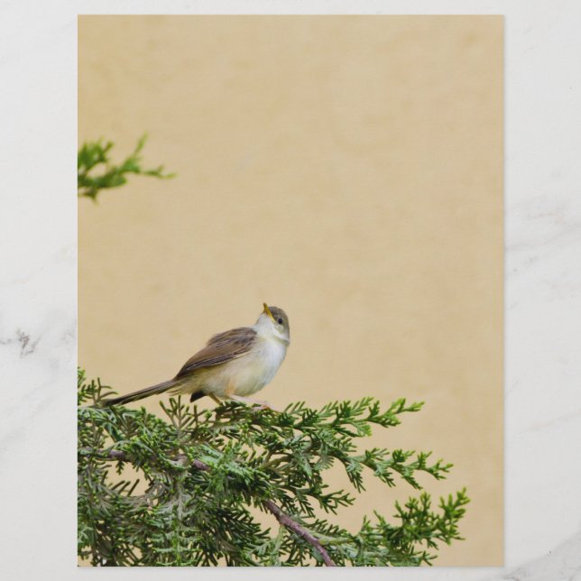 Prospectus 21,6 Cm X 24,94 Cm Épervier (Devant)