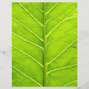 Prospectus 21,6 Cm X 24,94 Cm Feuille verte