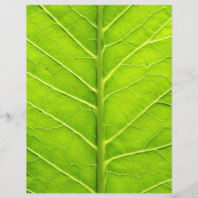 Prospectus 21,6 Cm X 24,94 Cm Feuille verte (Devant)