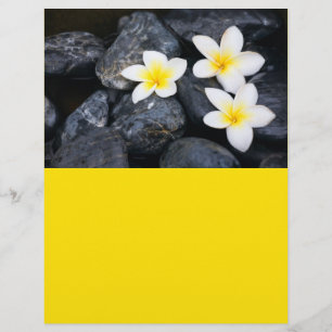 Prospectus 21,6 Cm X 24,94 Cm Fleurs blanches sur les pierres noires