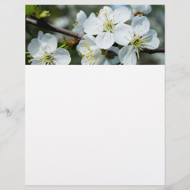 Prospectus 21,6 Cm X 24,94 Cm Floraison de cerisier (Devant)