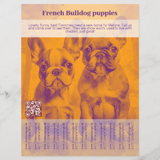 Prospectus 21,6 Cm X 24,94 Cm Flyer chiots Bouledogue Français