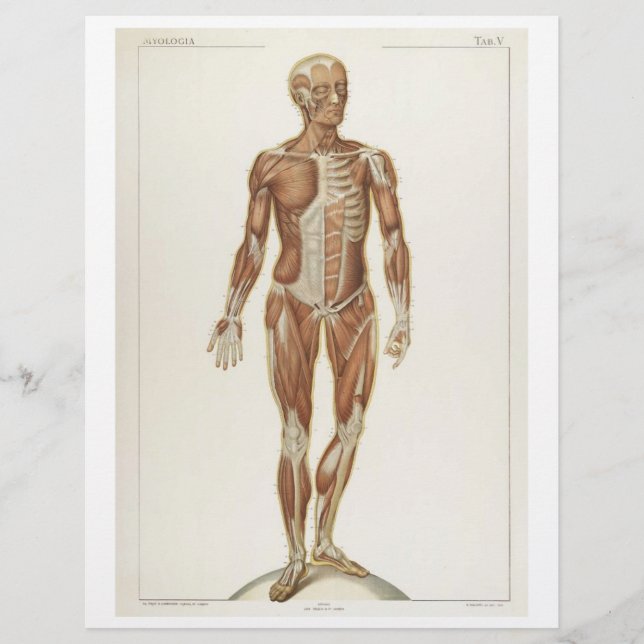 Prospectus 21,6 Cm X 24,94 Cm Flyer des muscles antérieurs (Devant)