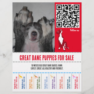 Prospectus 21,6 Cm X 24,94 Cm flyers de chiots Great Dane ou Dogs