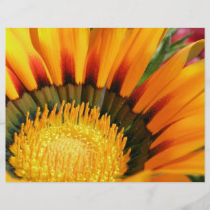 Prospectus 21,6 Cm X 24,94 Cm Gazania