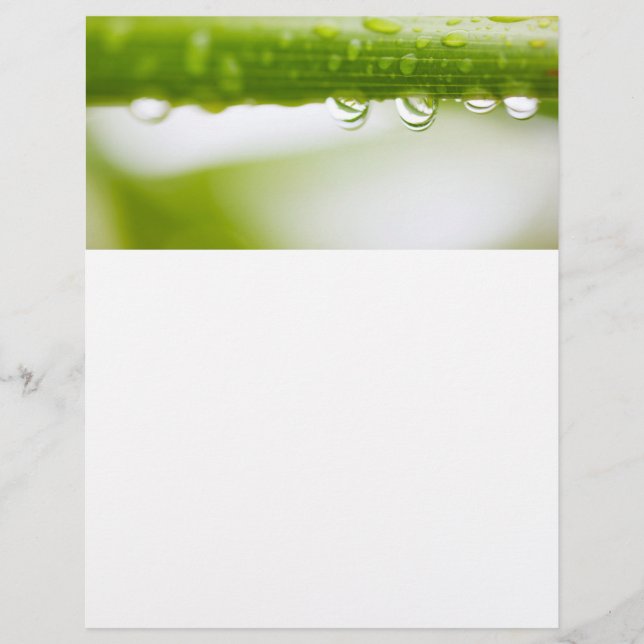 Prospectus 21,6 Cm X 24,94 Cm Green leaves background (Devant)