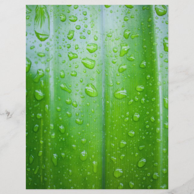 Prospectus 21,6 Cm X 24,94 Cm Green leaves background (Devant)
