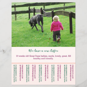 Prospectus 21,6 Cm X 24,94 Cm modèles de flyers pour chiots à vendre
