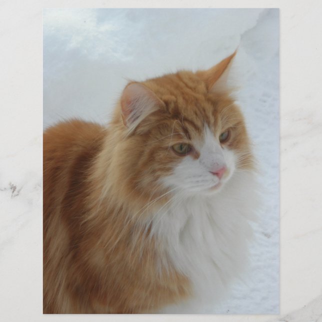Prospectus 21,6 Cm X 24,94 Cm Norwegian_Forest_Cat (Devant)