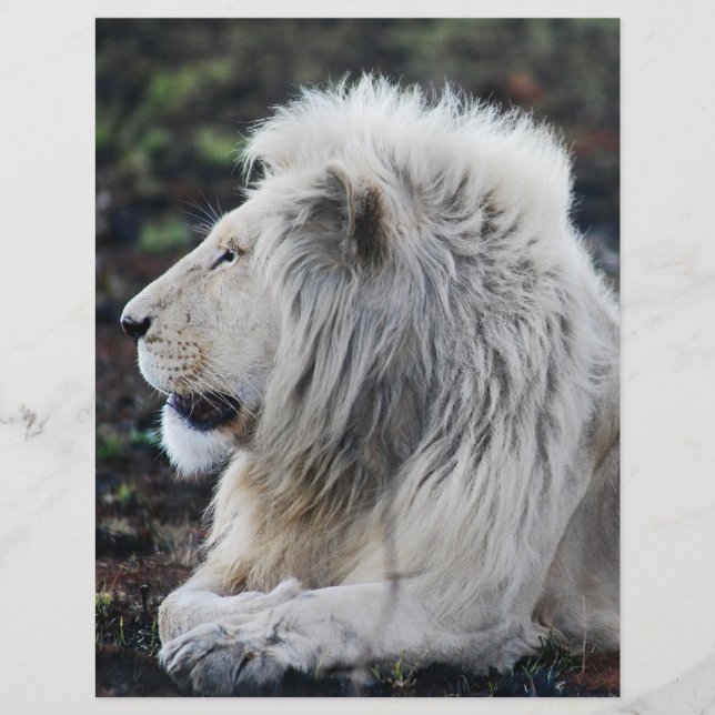 Prospectus 21,6 Cm X 24,94 Cm Photo du profil du lion blanc africain (Devant)